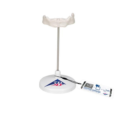 Human Hyoid Bone Model, on Stand - 3B Smart Anatomy