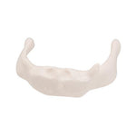 Human Hyoid Bone Model, on Stand - 3B Smart Anatomy