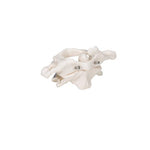 Human Atlas & Axis Model, Wire Mounted - 3B Smart Anatomy
