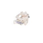 Human Atlas & Axis Model, Wire Mounted - 3B Smart Anatomy
