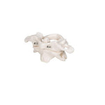 Human Atlas & Axis Model, Wire Mounted - 3B Smart Anatomy