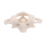 Human Atlas & Axis Model, Wire Mounted - 3B Smart Anatomy