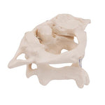 Human Atlas & Axis Model, Wire Mounted - 3B Smart Anatomy