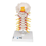 Cervical Human Spinal Column Model - 3B Smart Anatomy