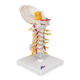 Cervical Human Spinal Column Model - 3B Smart Anatomy