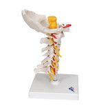 Cervical Human Spinal Column Model - 3B Smart Anatomy