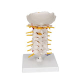 Cervical Human Spinal Column Model - 3B Smart Anatomy