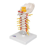 Cervical Human Spinal Column Model - 3B Smart Anatomy