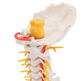 Cervical Human Spinal Column Model - 3B Smart Anatomy