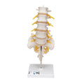 Lumbar Human Spinal Column Model - 3B Smart Anatomy