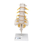 Lumbar Human Spinal Column Model - 3B Smart Anatomy