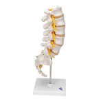 Lumbar Human Spinal Column Model - 3B Smart Anatomy