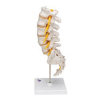Lumbar Human Spinal Column Model - 3B Smart Anatomy