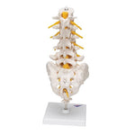 Lumbar Human Spinal Column Model - 3B Smart Anatomy