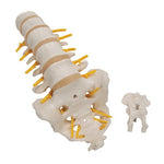 Lumbar Human Spinal Column Model - 3B Smart Anatomy