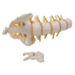 Lumbar Human Spinal Column Model - 3B Smart Anatomy