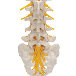 Lumbar Human Spinal Column Model - 3B Smart Anatomy