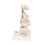 Model of 6 Human Vertebrae, Mounted on Stand (atlas, axis, cervical, 2x thoracic, lumbar) - 3B Smart Anatomy