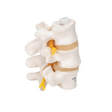 3 Human Lumbar Vertebrae, Flexibly Mounted - 3B Smart Anatomy
