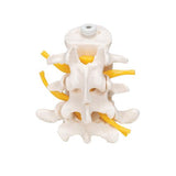 3 Human Lumbar Vertebrae, Flexibly Mounted - 3B Smart Anatomy