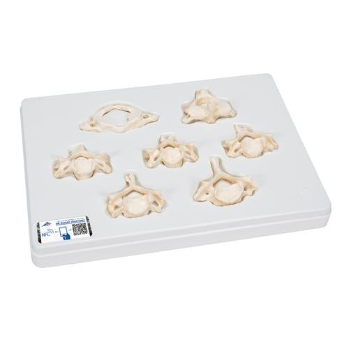 Set of 7 BONElike™ Human Cervical Vertebrae - 3B Smart Anatomy