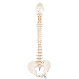BONElike™ Human Vertebral Column Model - 3B Smart Anatomy
