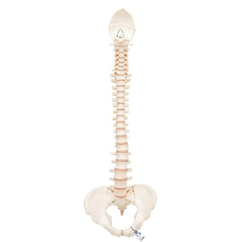 BONElike™ Human Vertebral Column Model - 3B Smart Anatomy