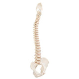 BONElike™ Human Vertebral Column Model - 3B Smart Anatomy