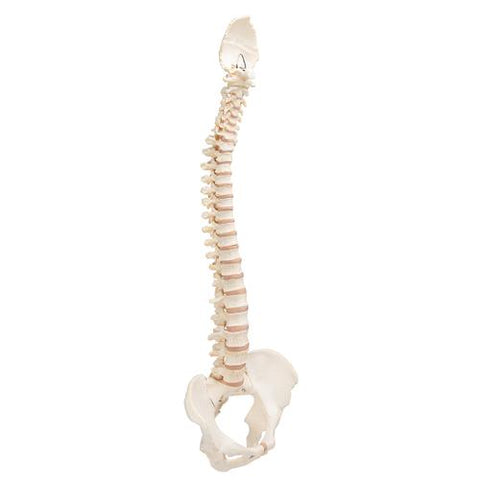 BONElike™ Human Vertebral Column Model - 3B Smart Anatomy