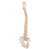 BONElike™ Human Vertebral Column Model - 3B Smart Anatomy