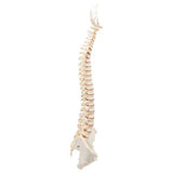 BONElike™ Human Vertebral Column Model - 3B Smart Anatomy
