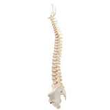 BONElike™ Human Vertebral Column Model - 3B Smart Anatomy