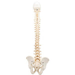 BONElike™ Human Vertebral Column Model - 3B Smart Anatomy