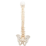 BONElike™ Human Vertebral Column Model - 3B Smart Anatomy