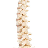 BONElike™ Human Vertebral Column Model - 3B Smart Anatomy