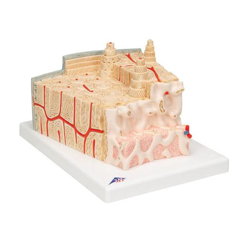 3B MICROanatomy™ Human Bone Structure, 80 times enlarged - 3B Smart Anatomy