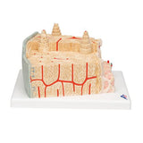 3B MICROanatomy™ Human Bone Structure, 80 times enlarged - 3B Smart Anatomy
