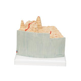 3B MICROanatomy™ Human Bone Structure, 80 times enlarged - 3B Smart Anatomy