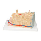 3B MICROanatomy™ Human Bone Structure, 80 times enlarged - 3B Smart Anatomy