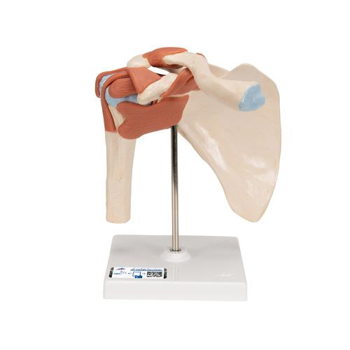 Deluxe Functional Human Shoulder Joint, Physiological Movable - 3B Smart Anatomy
