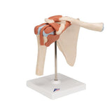 Deluxe Functional Human Shoulder Joint, Physiological Movable - 3B Smart Anatomy