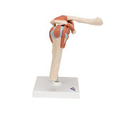 Deluxe Functional Human Shoulder Joint, Physiological Movable - 3B Smart Anatomy