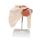 Deluxe Functional Human Shoulder Joint, Physiological Movable - 3B Smart Anatomy