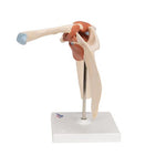 Deluxe Functional Human Shoulder Joint, Physiological Movable - 3B Smart Anatomy