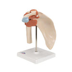 Deluxe Functional Human Shoulder Joint, Physiological Movable - 3B Smart Anatomy