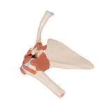 Deluxe Functional Human Shoulder Joint, Physiological Movable - 3B Smart Anatomy