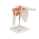 Functional Human Shoulder Joint - 3B Smart Anatomy