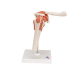 Functional Human Shoulder Joint - 3B Smart Anatomy