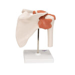 Functional Human Shoulder Joint - 3B Smart Anatomy