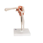 Functional Human Shoulder Joint - 3B Smart Anatomy